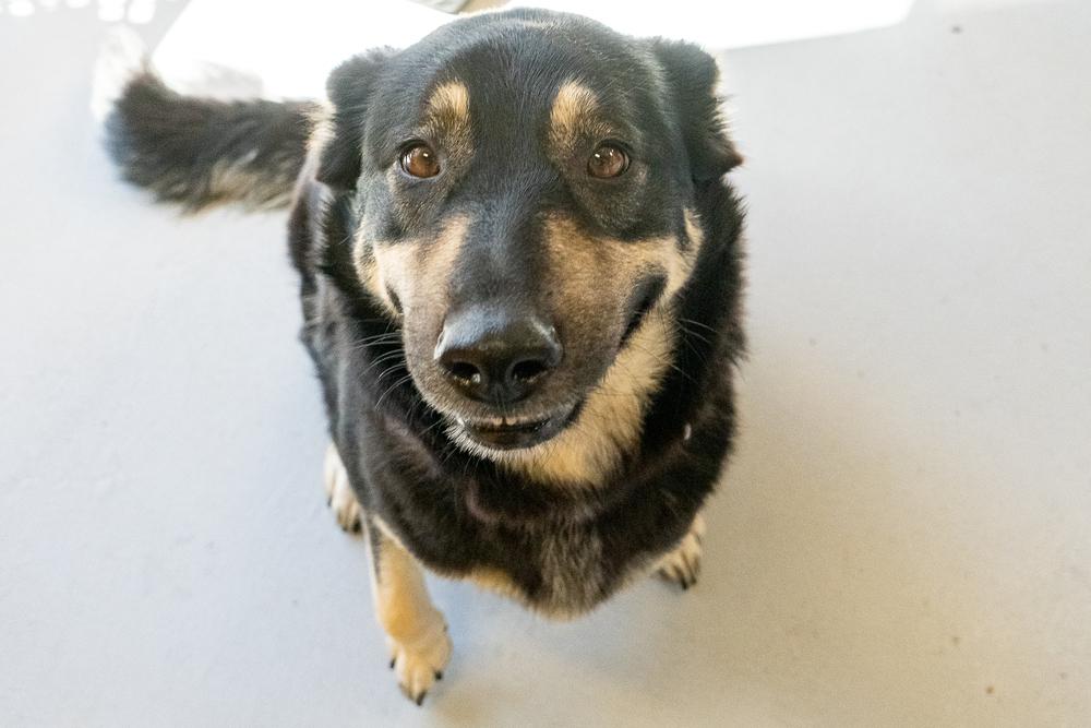 Pupto, a Adoptable Shepherd in Studio City, CA image 4/6