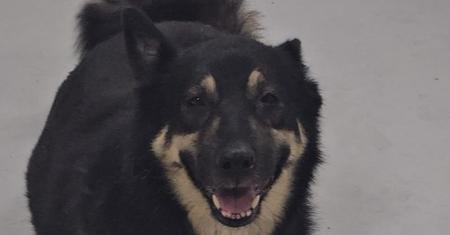 Pupto, a Adoptable Shepherd in Studio City, CA image 5/6