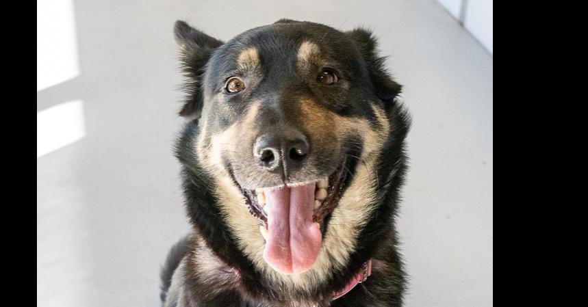 Pupto, a Adoptable Shepherd in Studio City, CA image 6/6
