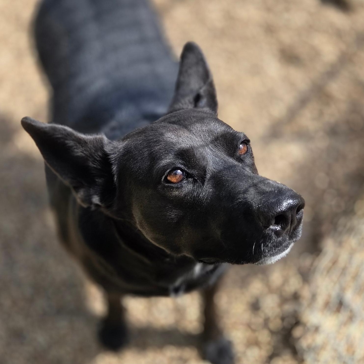 Enlarge Martha, a Adoptable Shepherd in Madison, MS image 1/1
