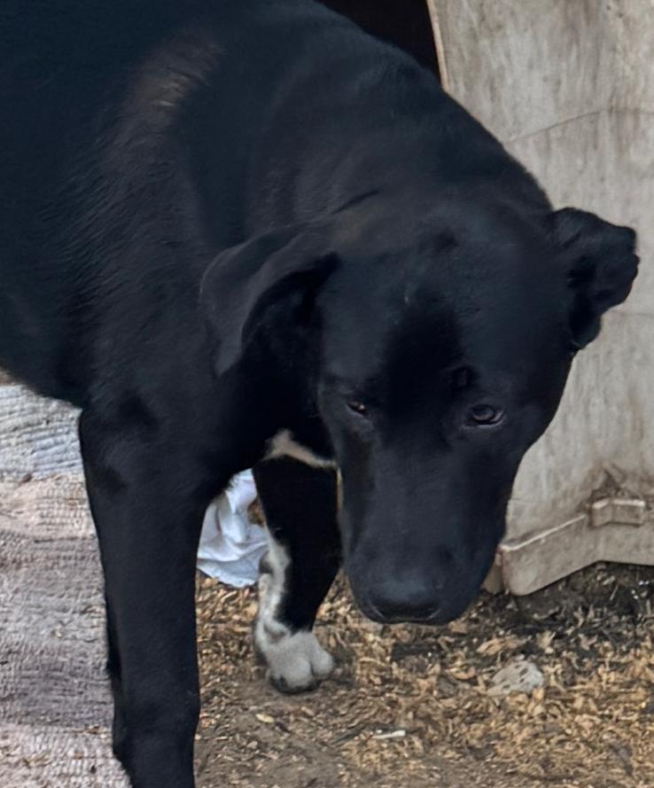 Oreo, adopted, Young Male Labrador Retriever & Mixed Breed.