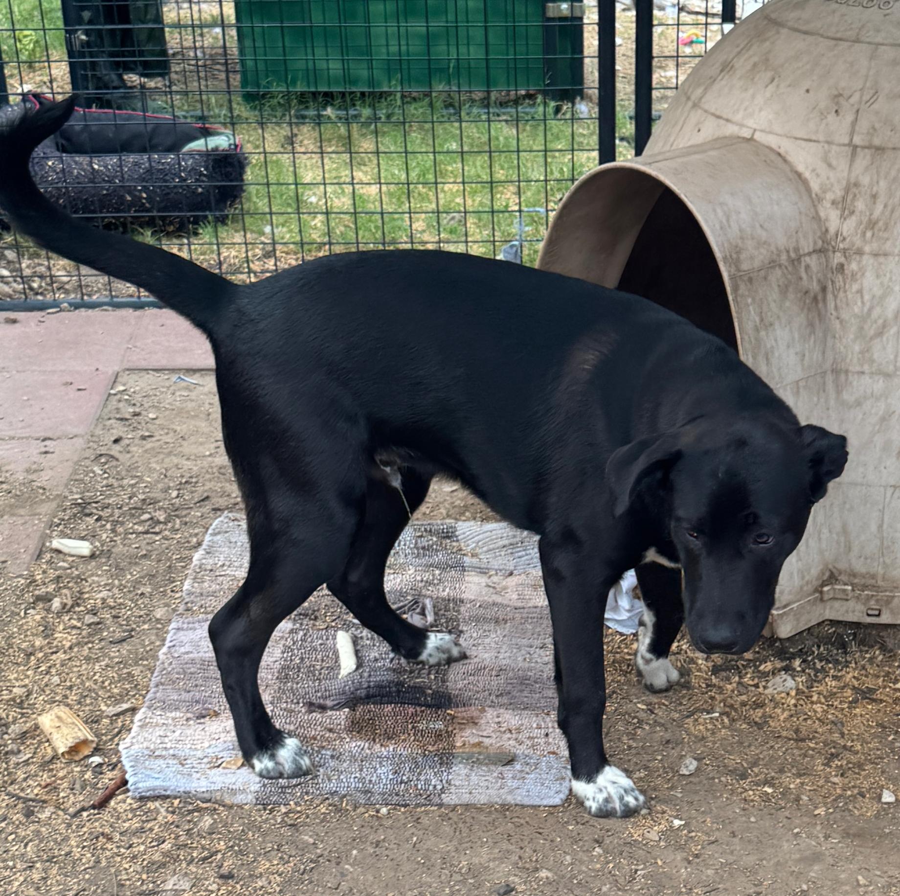 Enlarge Oreo, an adopted mixed breed in Azle, TX image 2/2