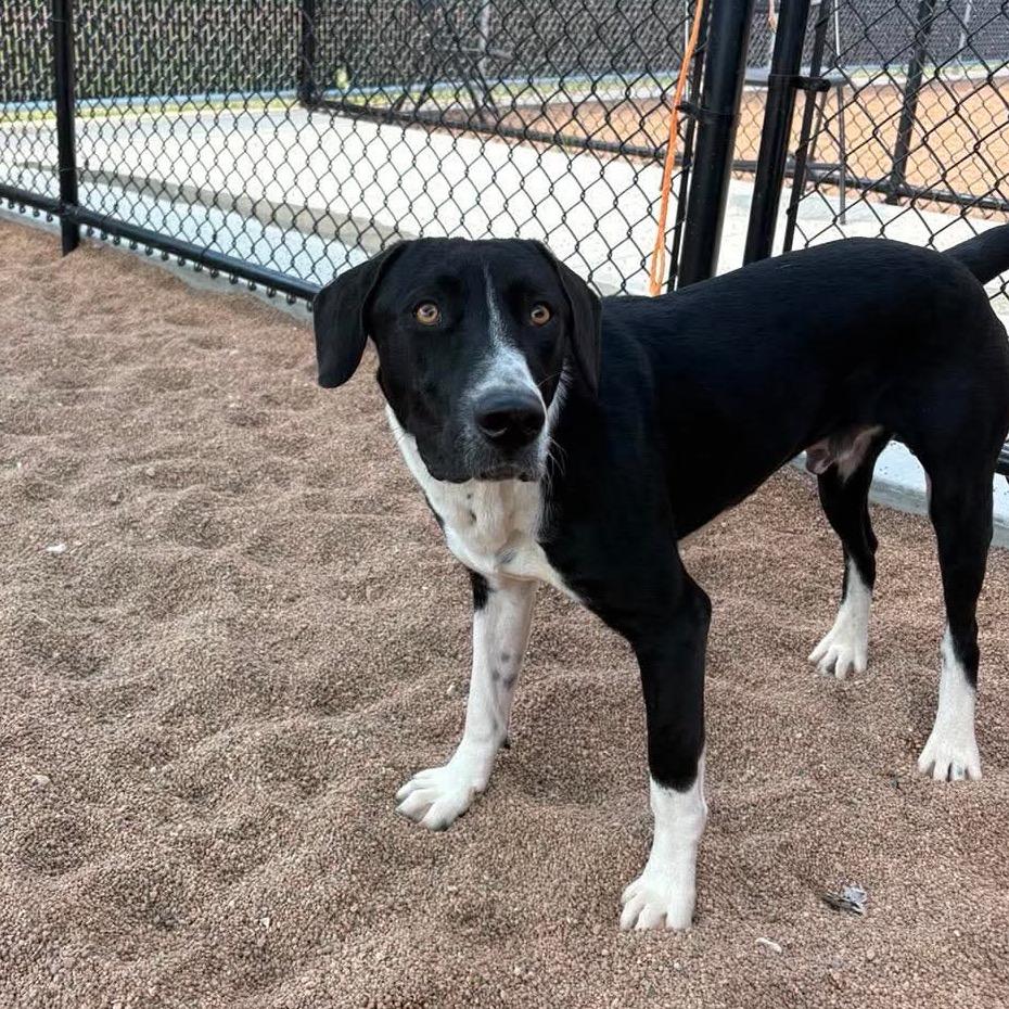 Johnny, a Adoptable Pit Bull Terrier in Sand Springs, OK image 1/5