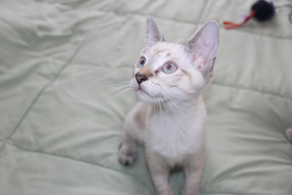 Enlarge Brady 3, a Adoptable mixed breed in Austin, TX image 4/5