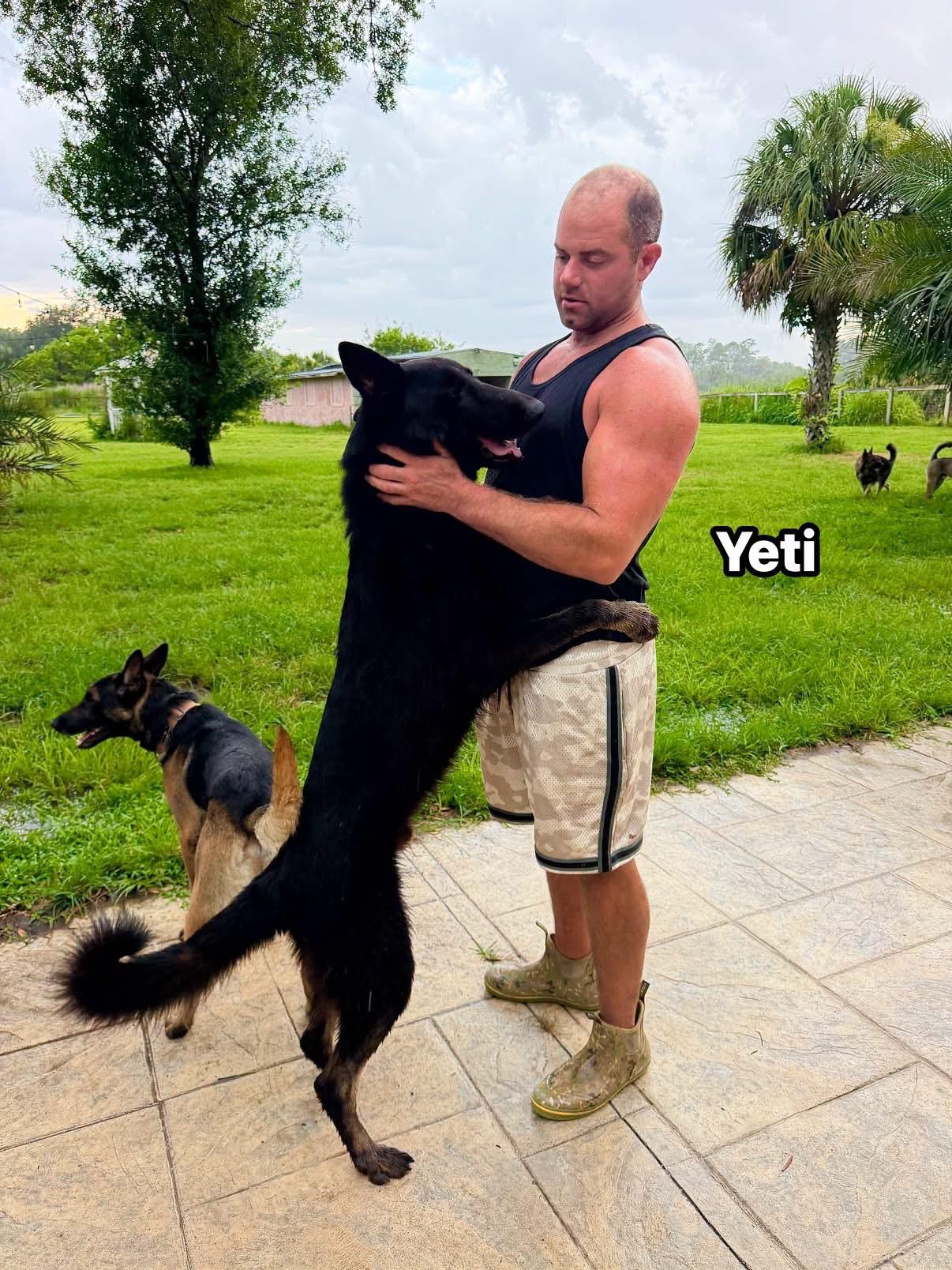 Enlarge Yeti, a Adoptable German Shepherd Dog in Port Saint Lucie, FL image 2/3