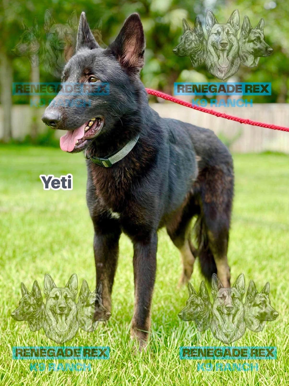 Enlarge Yeti, a Adoptable German Shepherd Dog in Port Saint Lucie, FL image 3/3