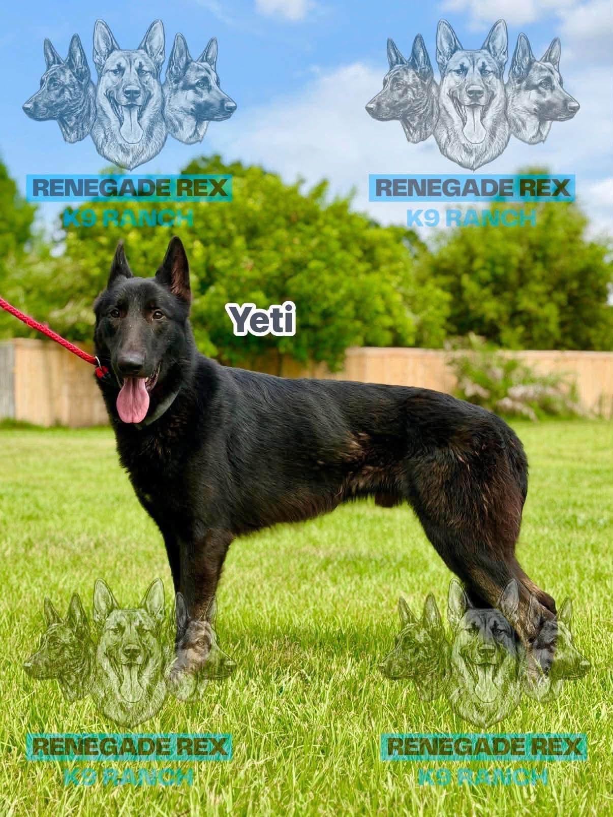 Yeti, Adoptable, Adult Male German Shepherd Dog.