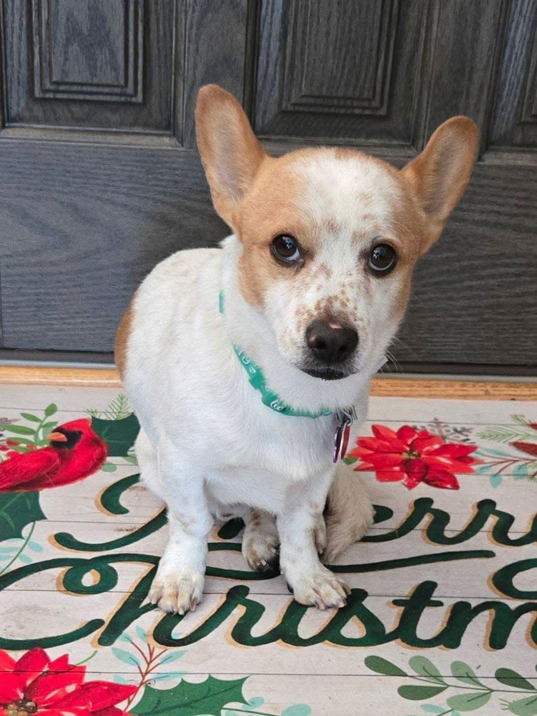 Finnegan, Adoptable, Adult Male Corgi.