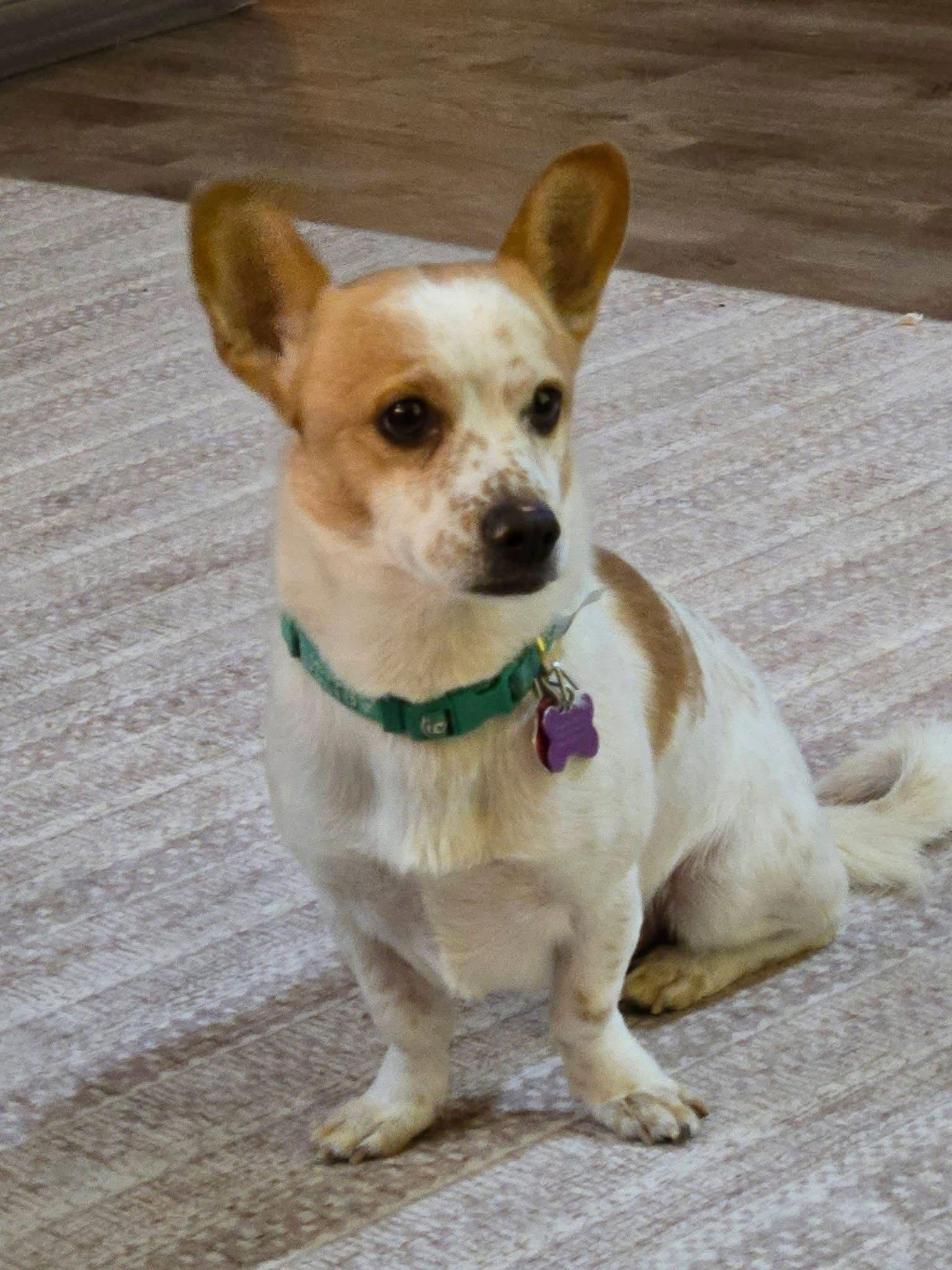 Enlarge Finnegan, a Adoptable Corgi in New London, WI image 2/3