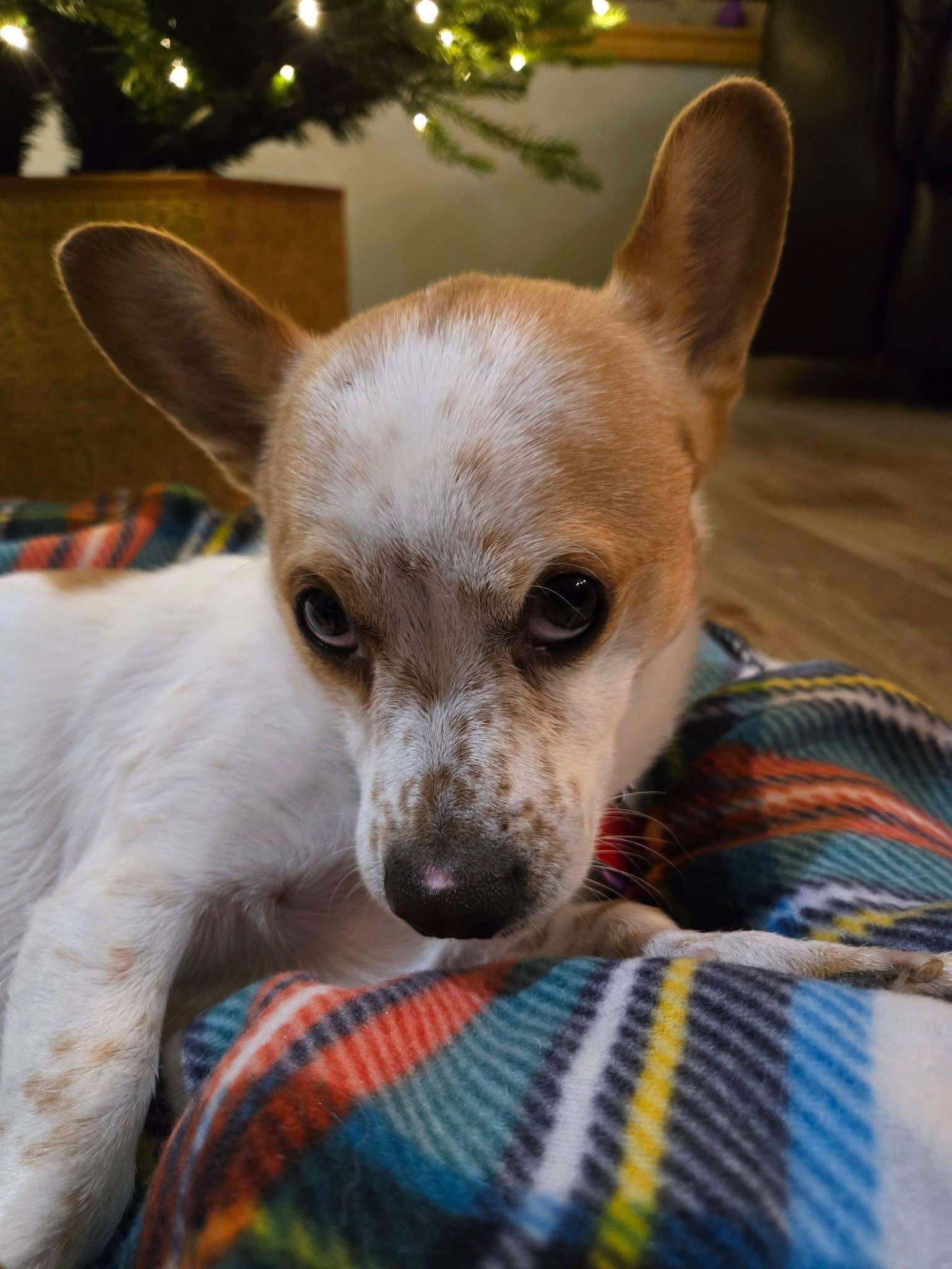 Enlarge Finnegan, a Adoptable Corgi in New London, WI image 3/3