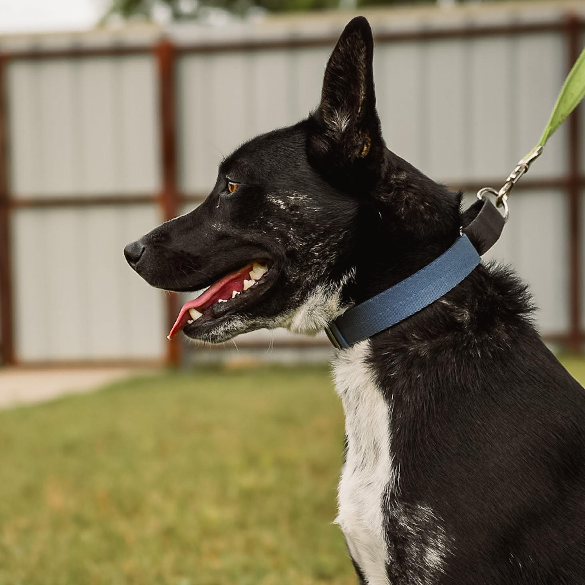 Enlarge Ozzy, a ADOPTABLE mixed breed in Argyle, TX image 3/5