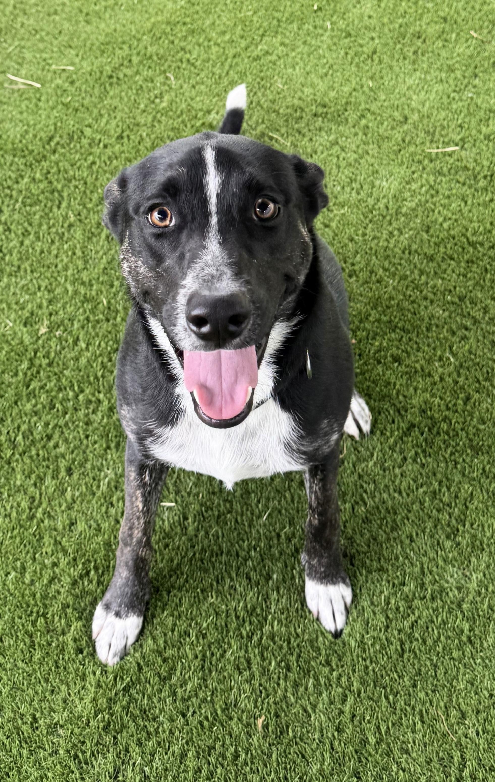 Enlarge Ozzy, a ADOPTABLE mixed breed in Argyle, TX image 2/5