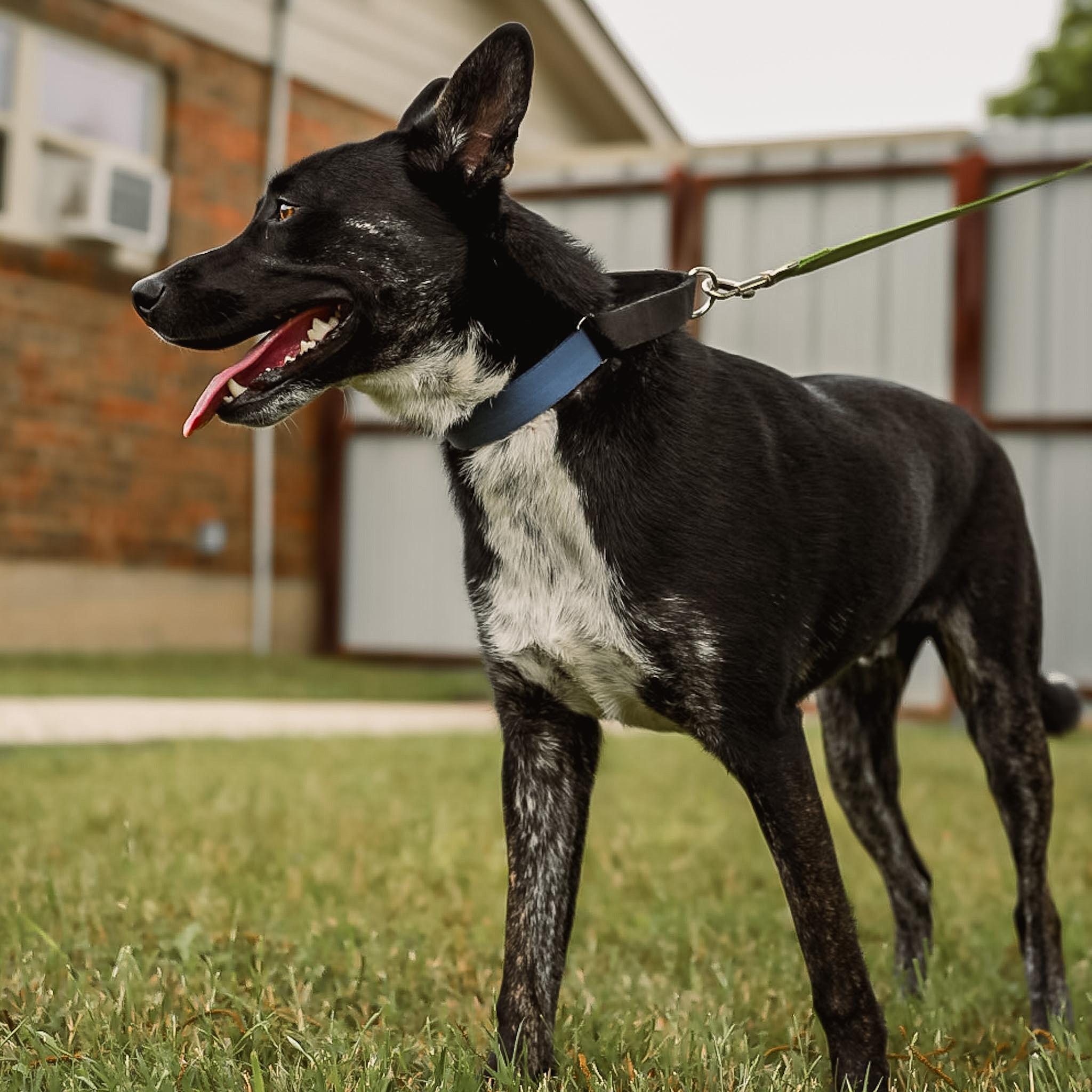 Enlarge Ozzy, a ADOPTABLE mixed breed in Argyle, TX image 1/5
