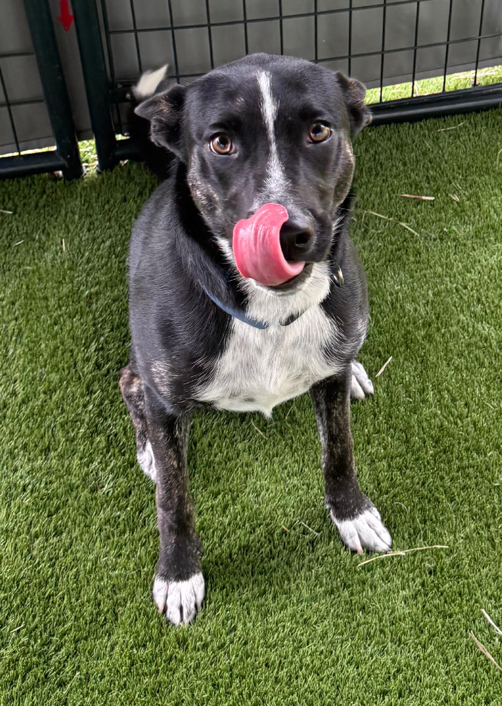 Enlarge Ozzy, a ADOPTABLE mixed breed in Argyle, TX image 5/5