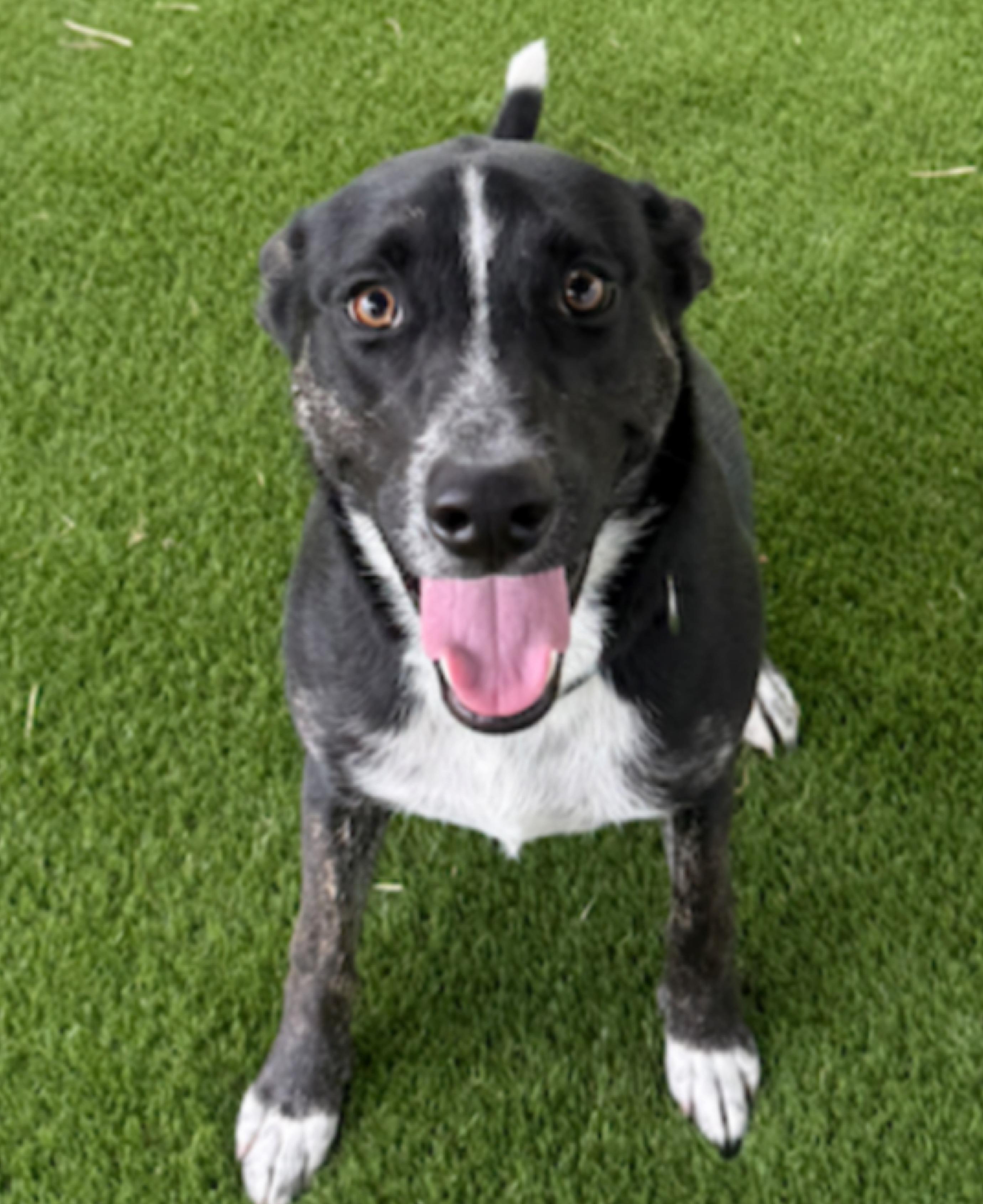Enlarge Ozzy, a ADOPTABLE mixed breed in Argyle, TX image 4/5