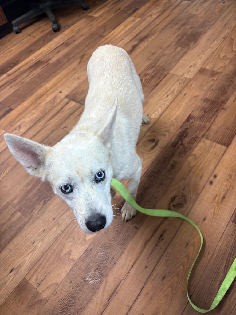 Carla, Adoptable, Puppy Female Husky & Mixed Breed.