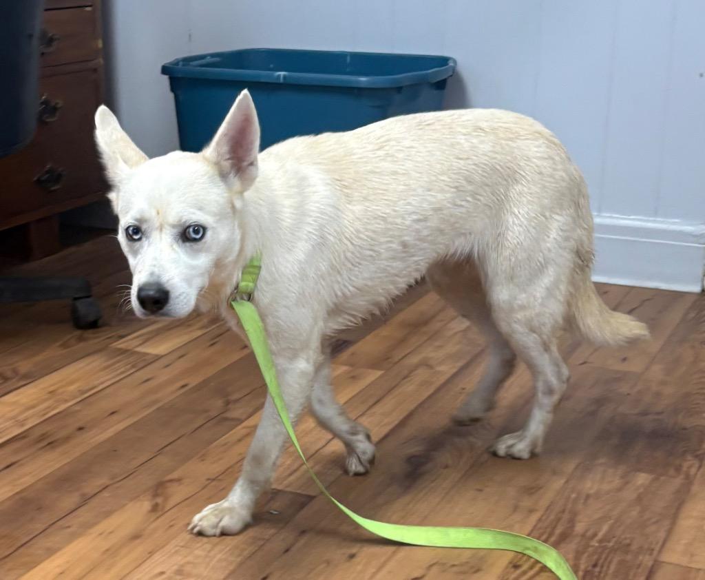 Enlarge Carla, a Adoptable mixed breed in Fayetteville, TN image 2/3