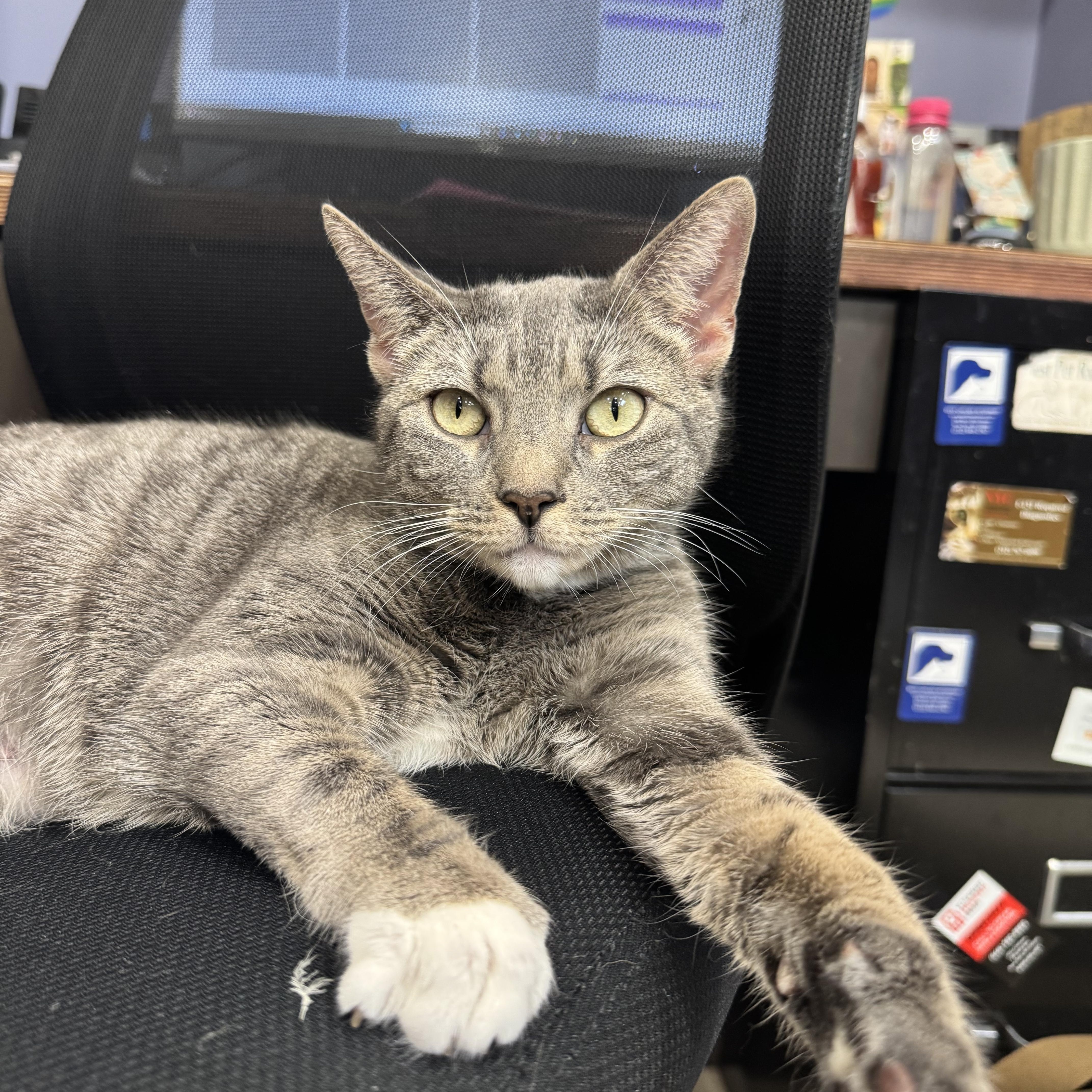 Enlarge Dorothy, a ADOPTABLE Domestic Short Hair in New York, NY image 2/5