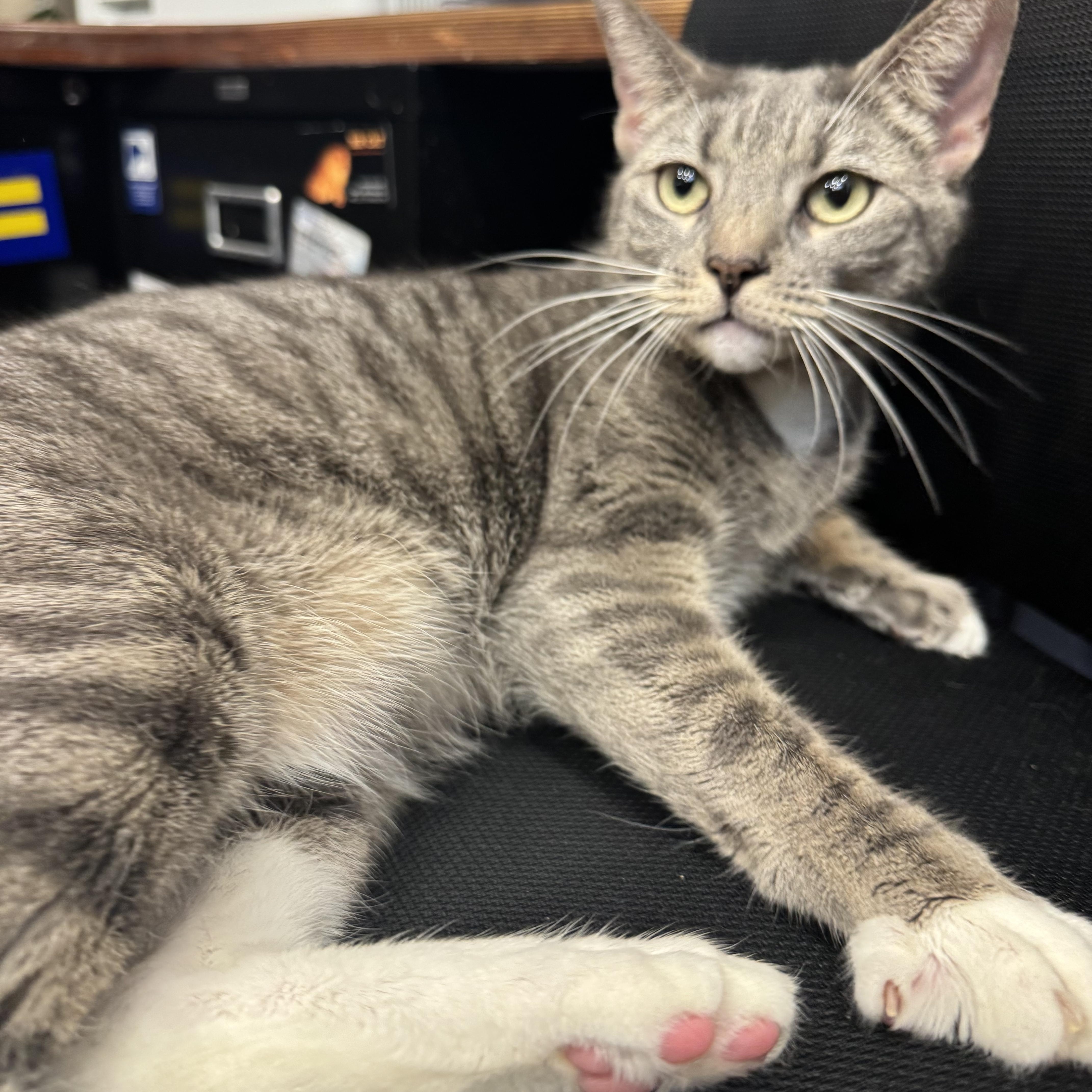 Enlarge Dorothy, a ADOPTABLE Domestic Short Hair in New York, NY image 4/5