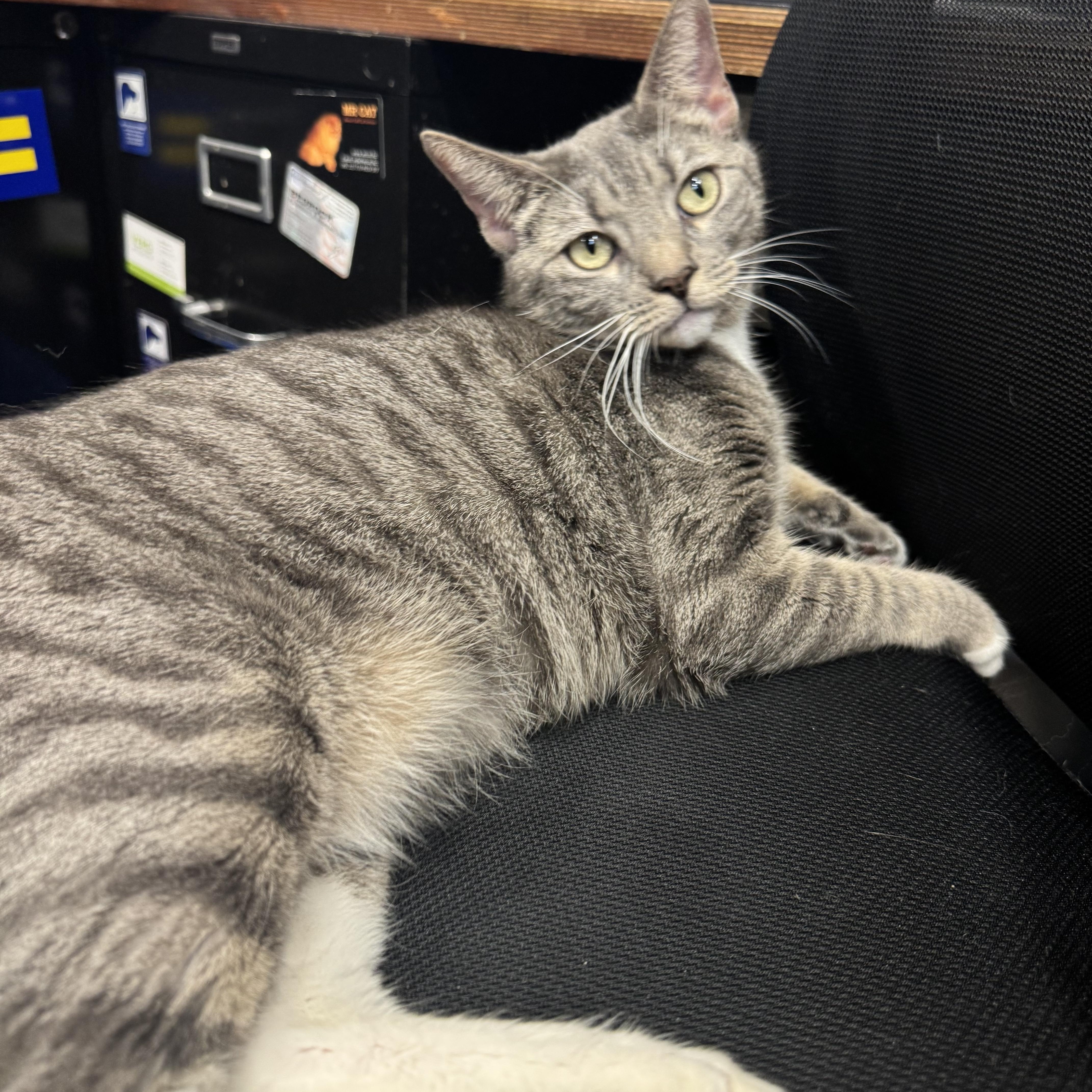 Enlarge Dorothy, a ADOPTABLE Domestic Short Hair in New York, NY image 1/5