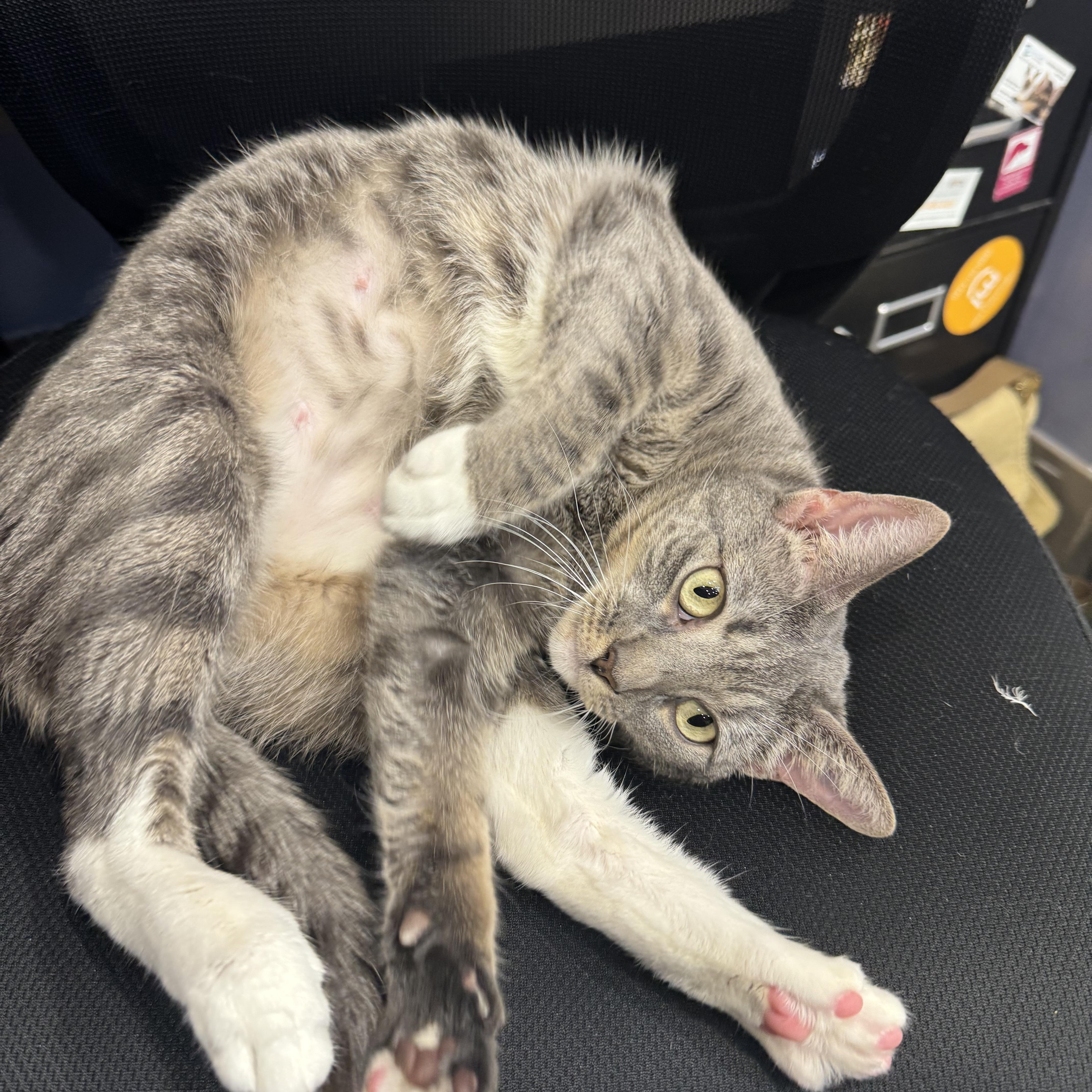 Enlarge Dorothy, a ADOPTABLE Domestic Short Hair in New York, NY image 5/5