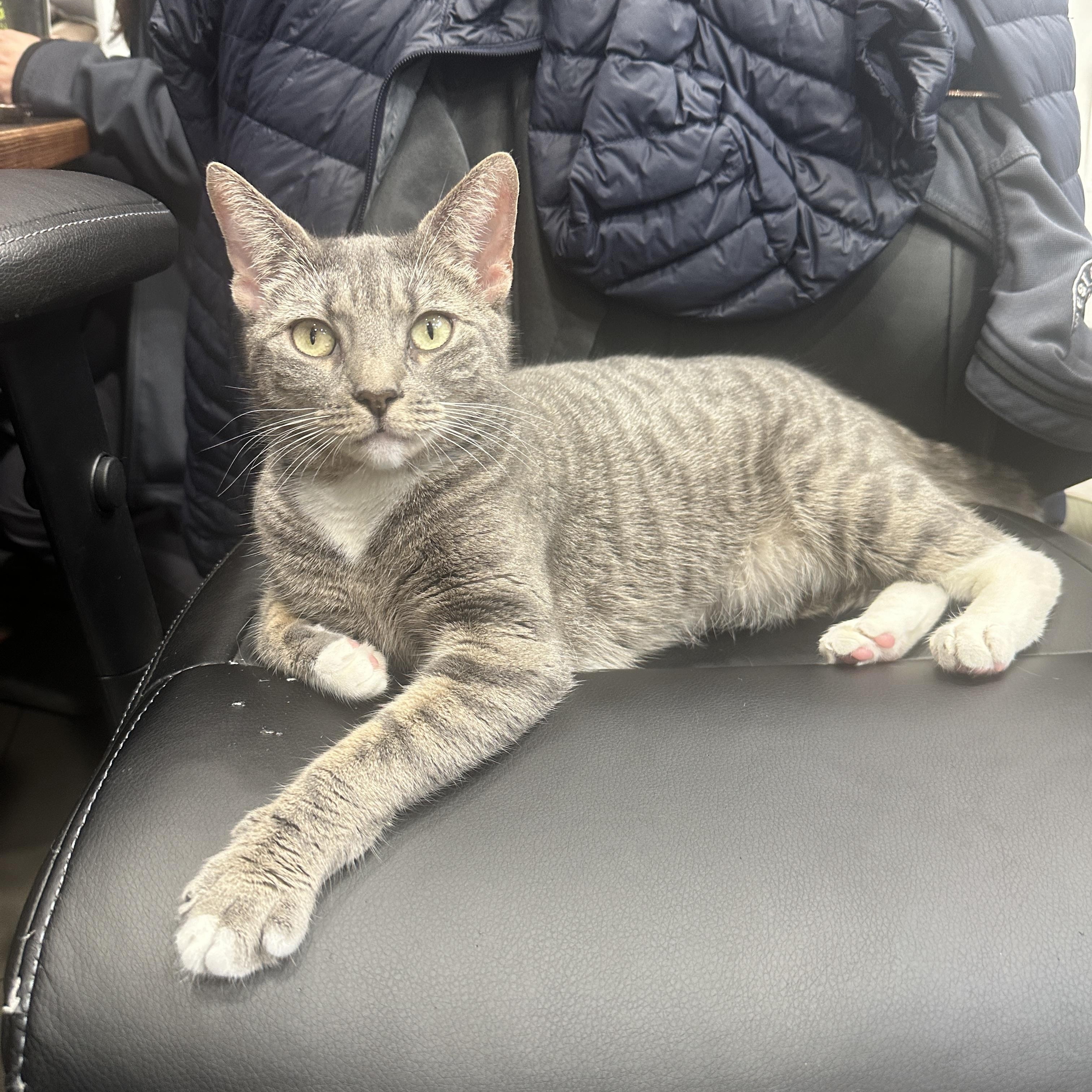 Enlarge Dorothy, a ADOPTABLE Domestic Short Hair in New York, NY image 3/5