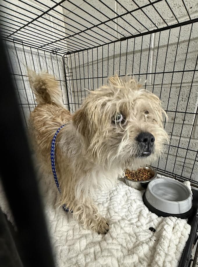 Zeke, ADOPTABLE, Adult Male Cairn Terrier.