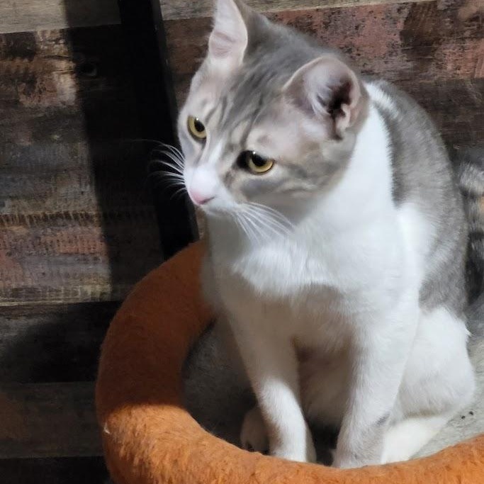 Enlarge Sandy, a Adoptable Domestic Short Hair in Chicago, IL image 4/5
