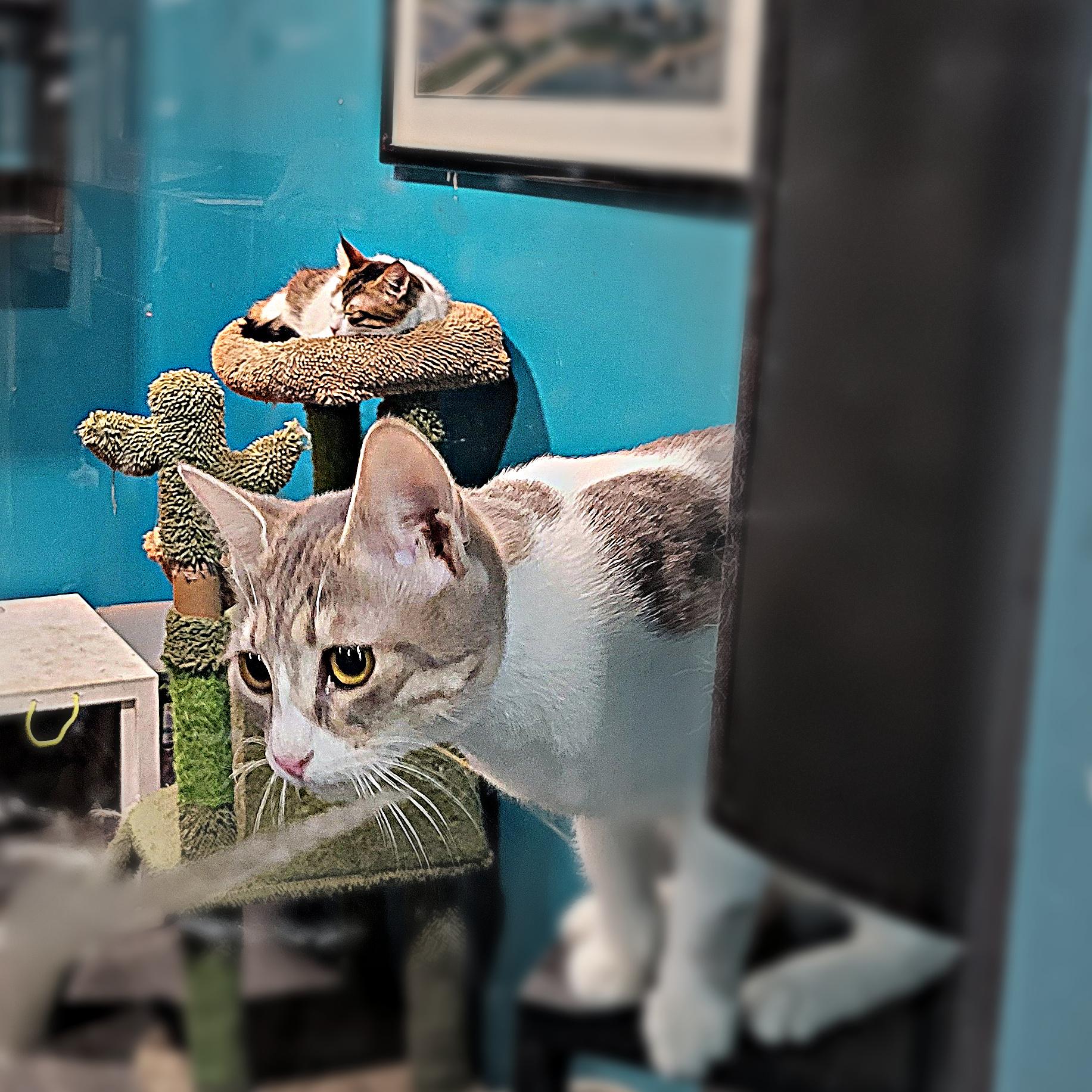 Enlarge Sandy, a Adoptable Domestic Short Hair in Chicago, IL image 3/4