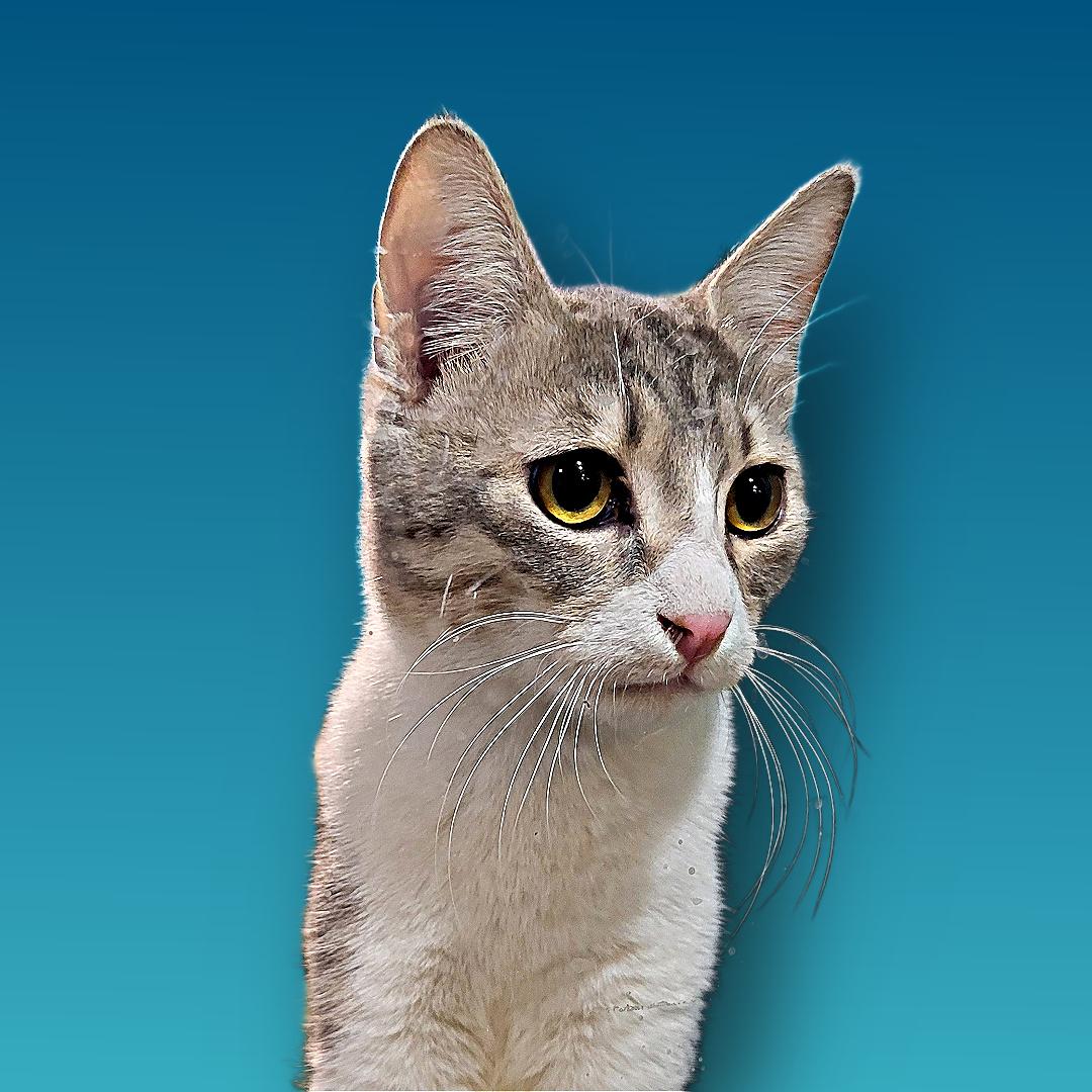 Sandy, Adoptable, Adult Female Domestic Short Hair.