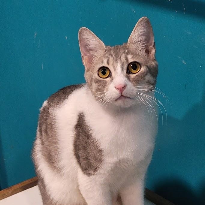 Enlarge Sandy, a Adoptable Domestic Short Hair in Chicago, IL image 1/5