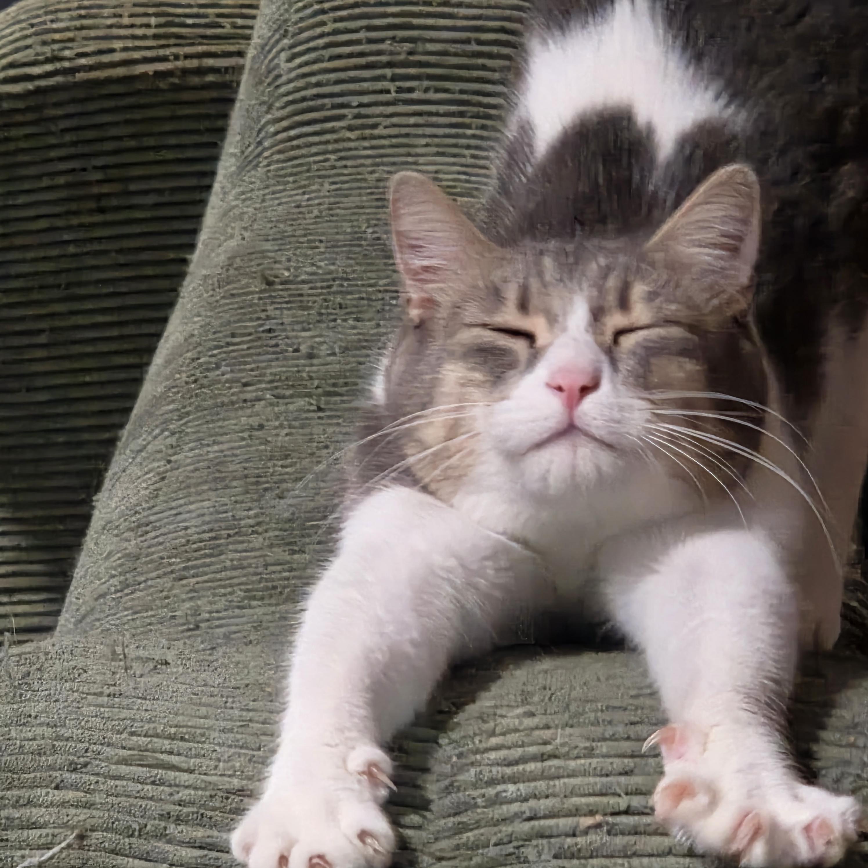 Enlarge Sandy, a Adoptable Domestic Short Hair in Chicago, IL image 3/6