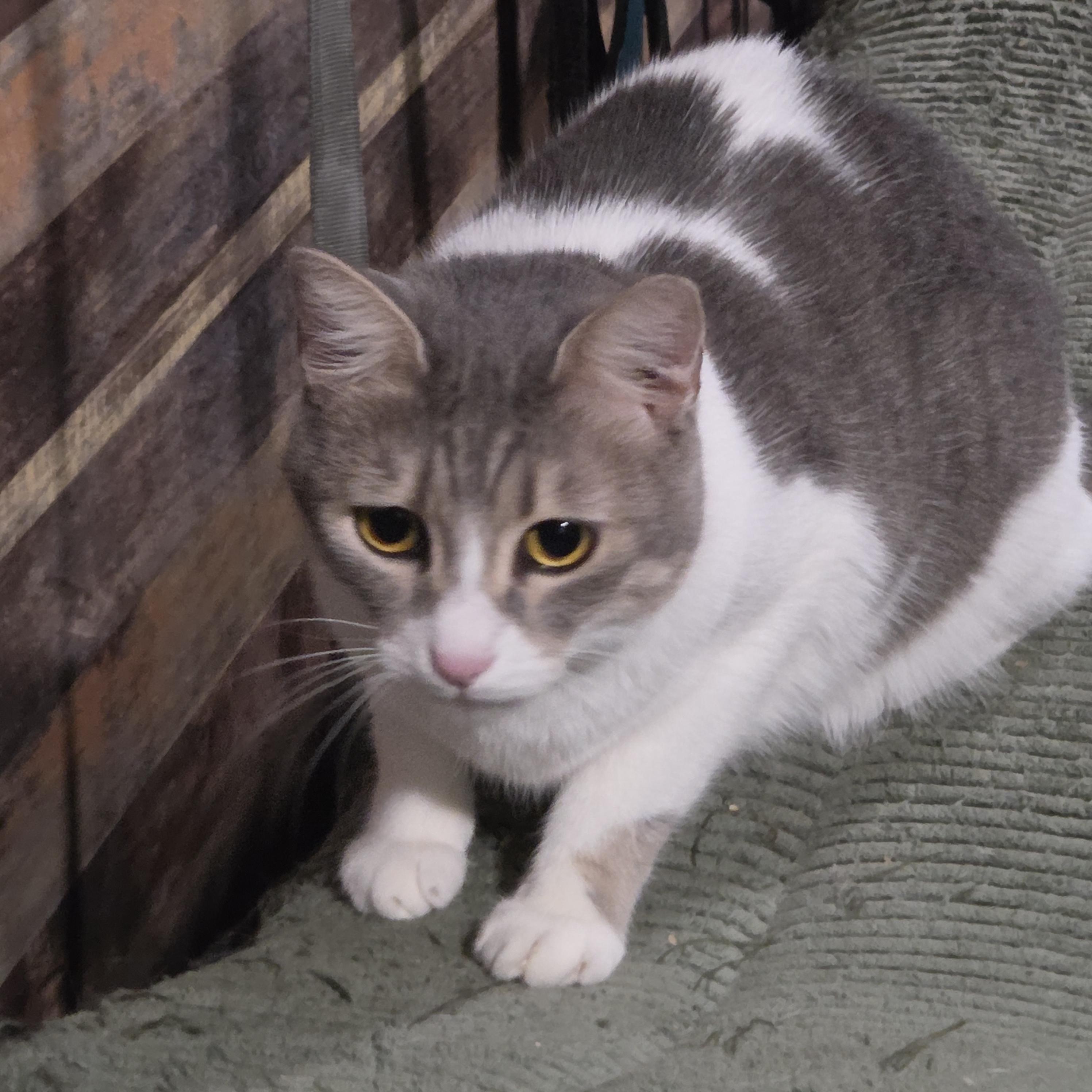 Enlarge Sandy, a Adoptable Domestic Short Hair in Chicago, IL image 2/6