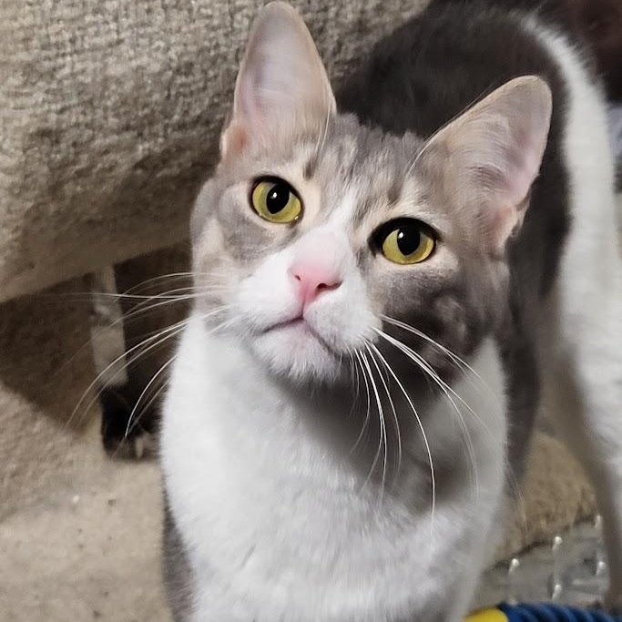 Enlarge Sandy, a Adoptable Domestic Short Hair in Chicago, IL image 5/5