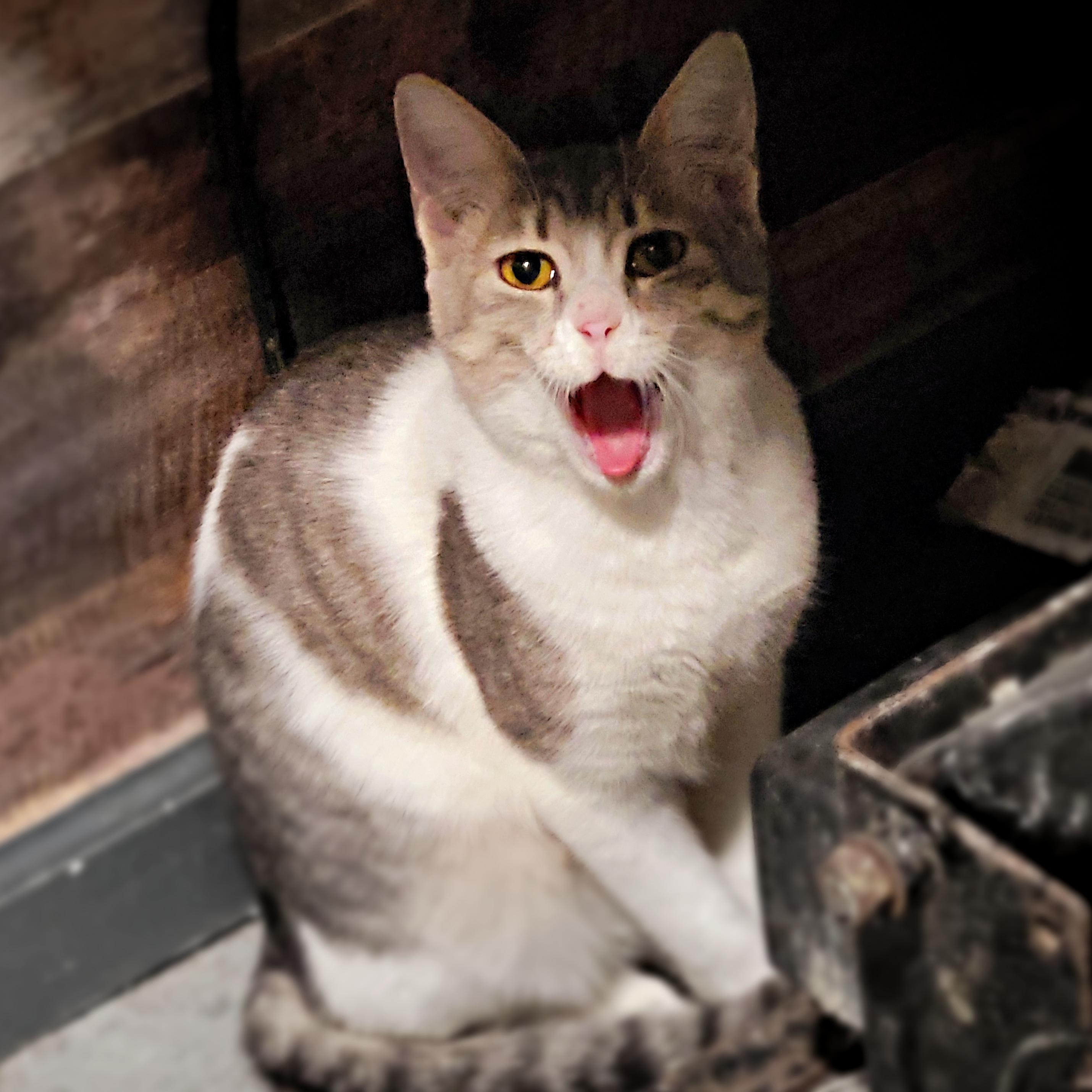 Enlarge Sandy, a Adoptable Domestic Short Hair in Chicago, IL image 4/4