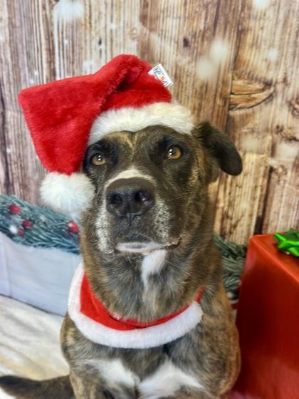 Enlarge Teak, a Adoptable mixed breed in Cedar Hill, TX image 1/3