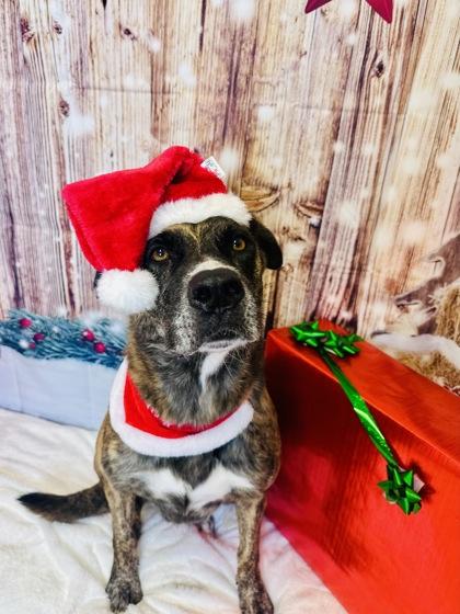 Enlarge Teak, a Adoptable mixed breed in Cedar Hill, TX image 2/3