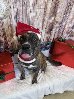 Enlarge Teak, a Adoptable mixed breed in Cedar Hill, TX image 3/3