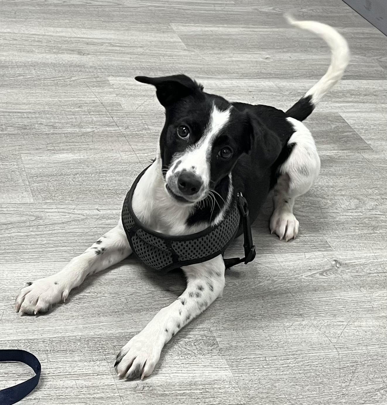 Misty, Adopted, Puppy Female Labrador Retriever & Pointer.