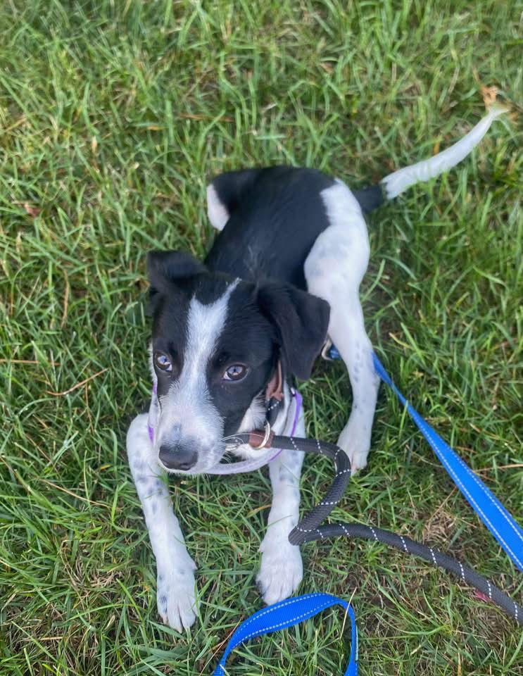 Enlarge Misty, a Adopted mixed breed in Toms River, NJ image 2/2