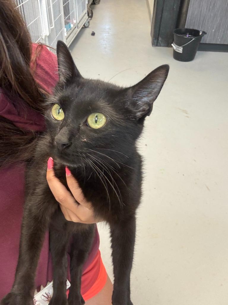 Mariah, Adoptable, Young Female American Shorthair.