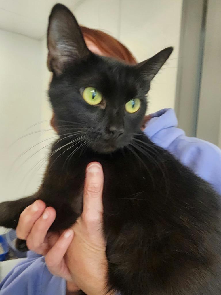 Enlarge Mariah, a Adoptable American Shorthair in New Kensington, PA image 2/2