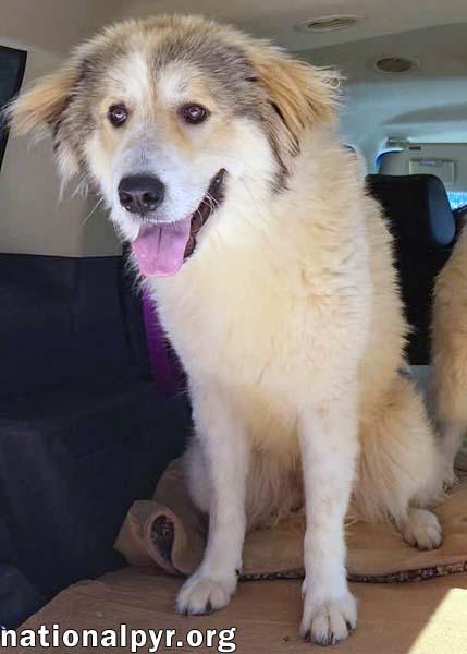 Daisy in NC - Happy-Go-Lucky Gal, an adopted mixed breed in Raleigh, NC image 3/4