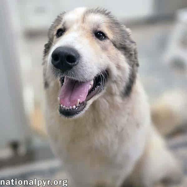 Daisy in NC - Happy-Go-Lucky Gal, adopted, Young Female Great Pyrenees.