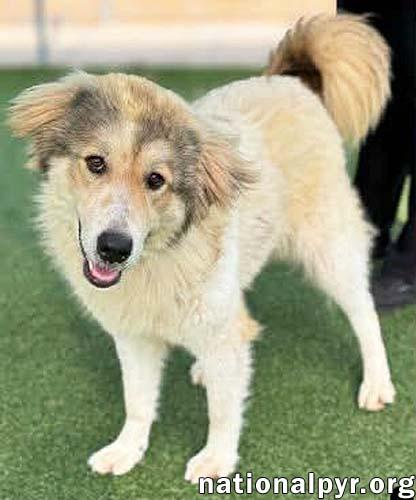Daisy in NC - Happy-Go-Lucky Gal, an adopted mixed breed in Raleigh, NC image 2/4