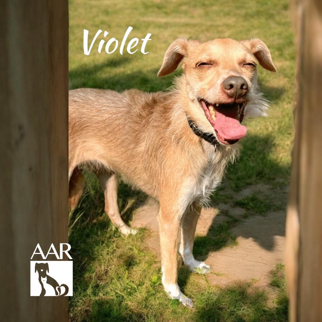 Violet, Adoptable, Adult Female Terrier & Border Terrier.
