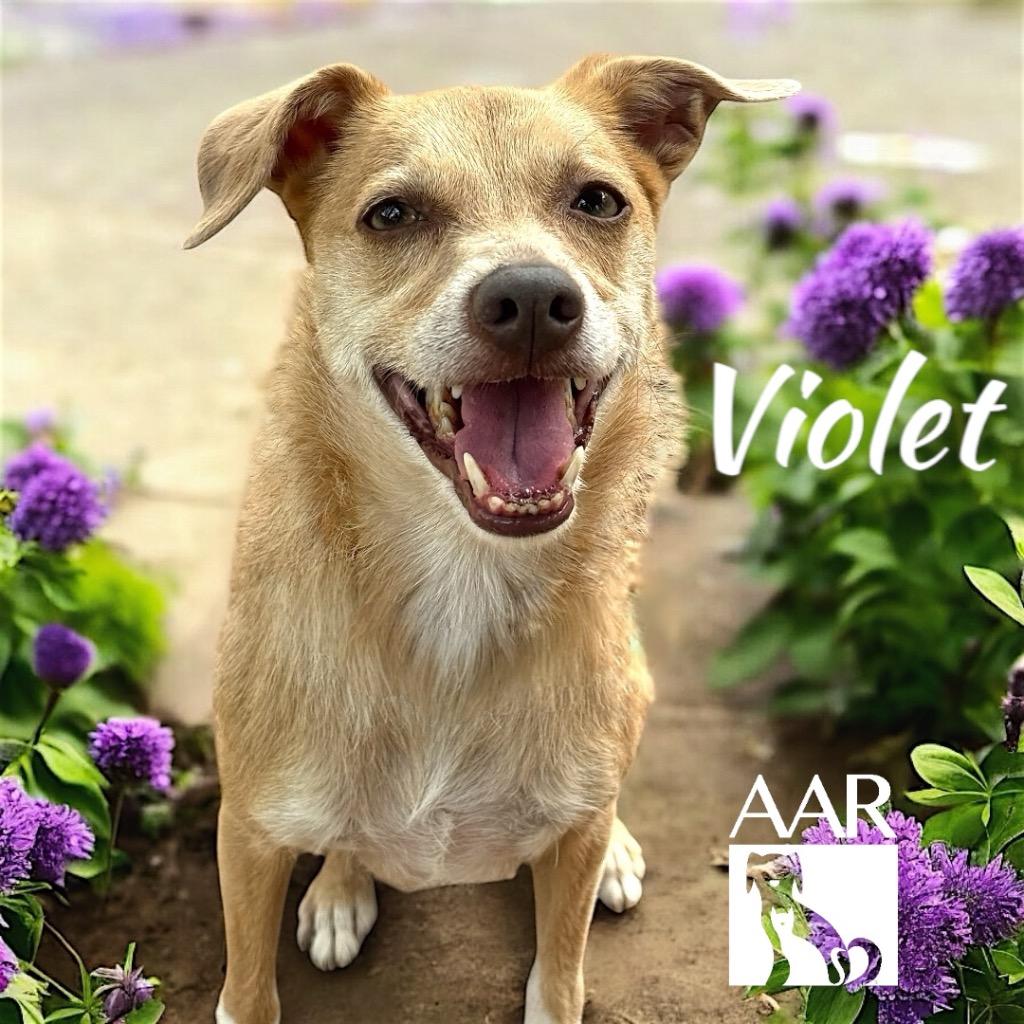 Enlarge Violet, a Adoptable mixed breed in Magnolia, TX image 3/6