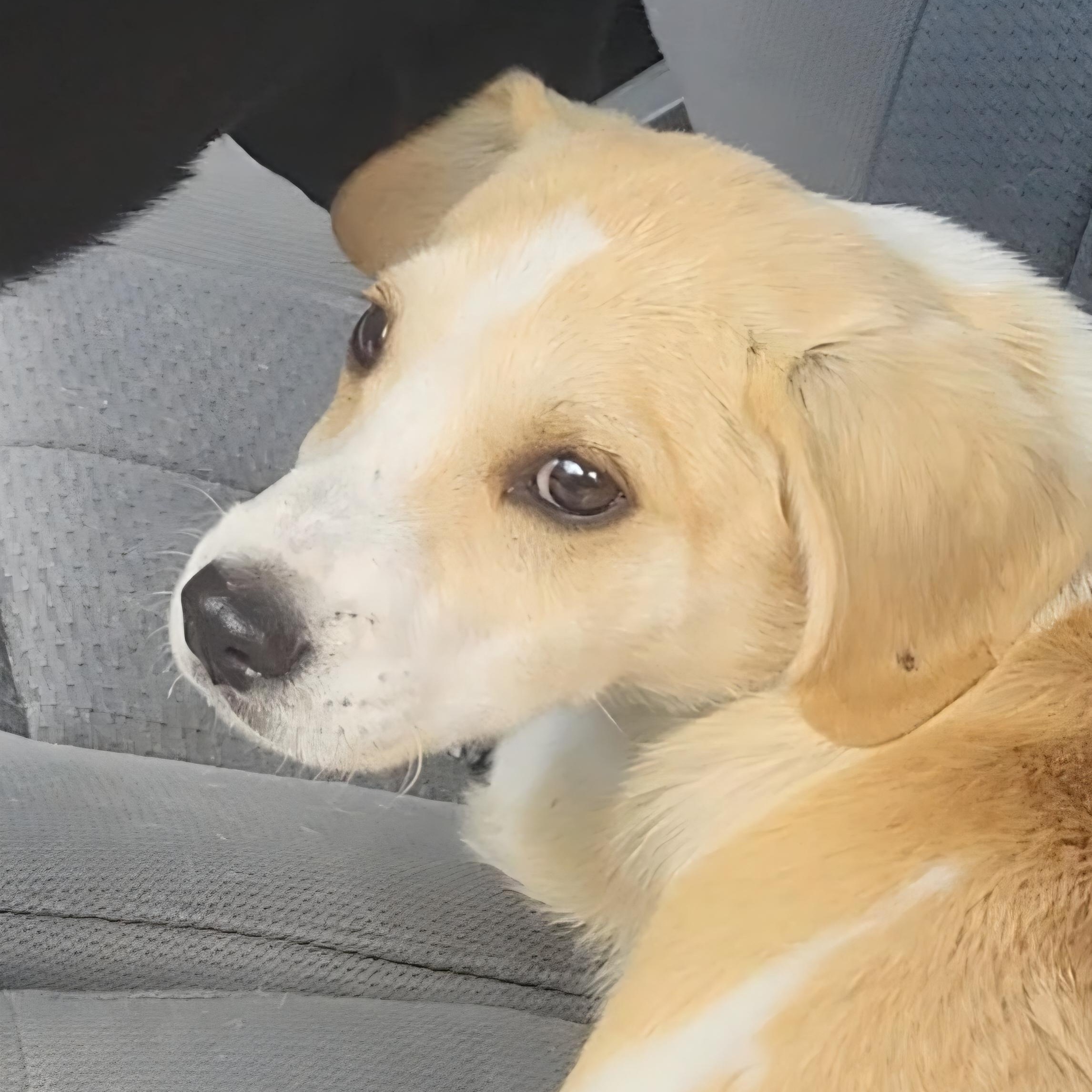 Luke, ADOPTABLE, Young Male Labrador Retriever.