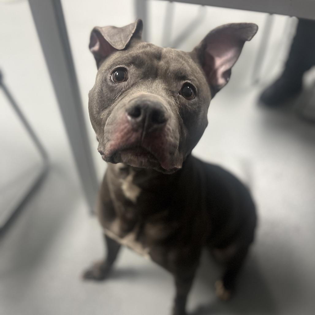 Sterling, Adult Female Pit Bull Terrier
