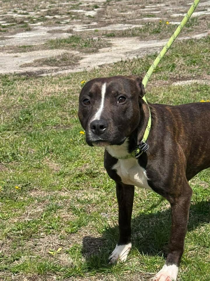 Enlarge Jerry, a Adoptable Pit Bull Terrier in Winchester, IN image 2/2